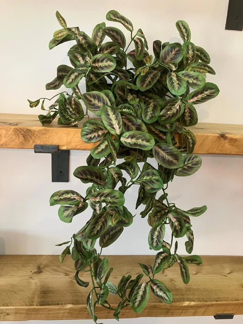 Artificial Maranta